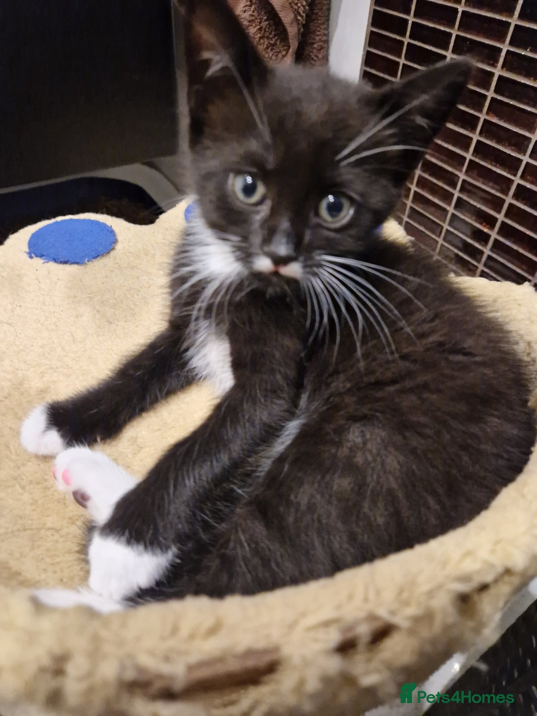 Mixed Breed cats for sale: Kittens😺 - Image 25