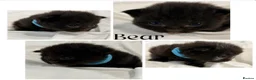 Himalayan cats for sale: Himalayan x Ragdoll babies - Advert 7