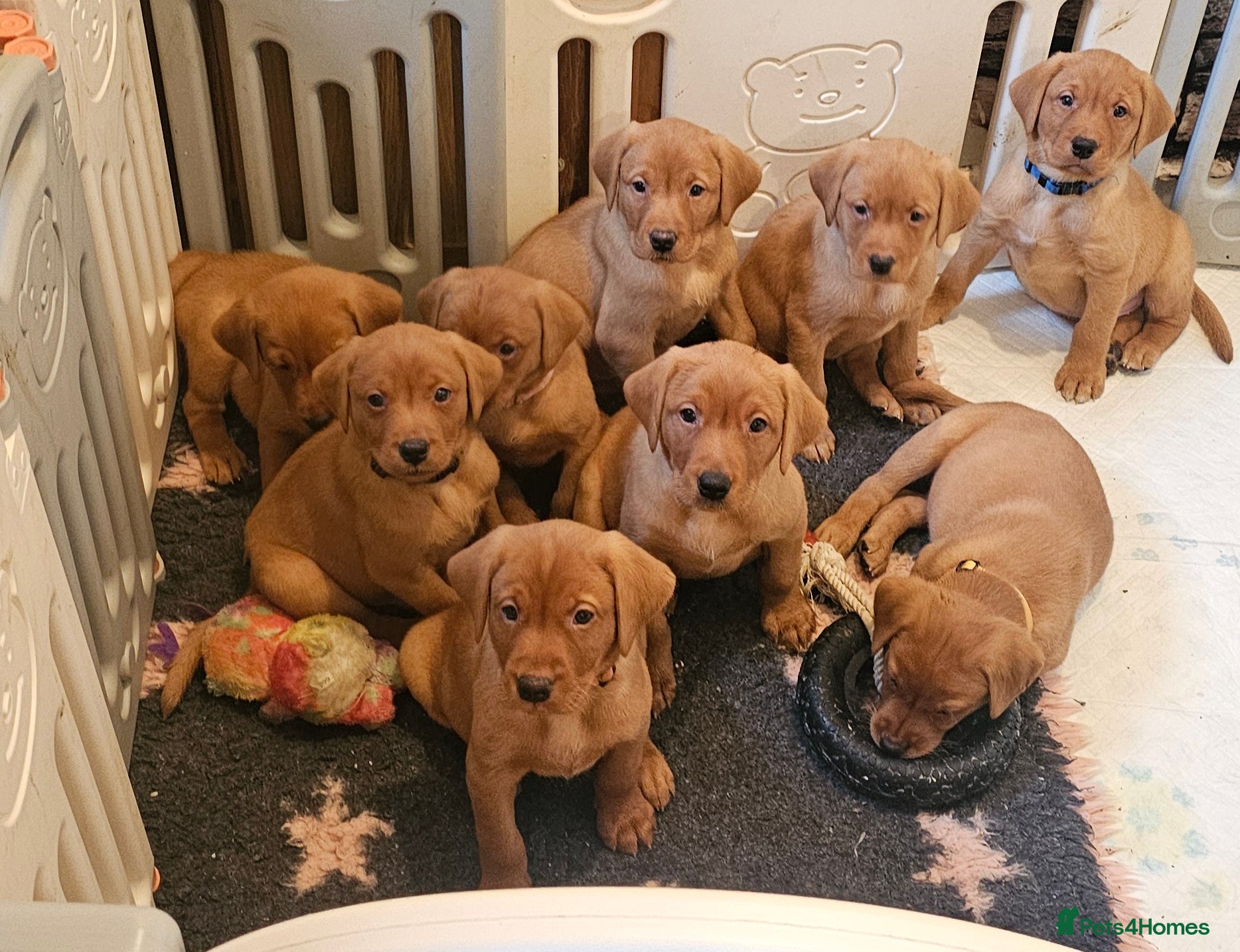 Labrador Retriever dogs KC Chunky Fox Red Labrador Puppys - Advert 13