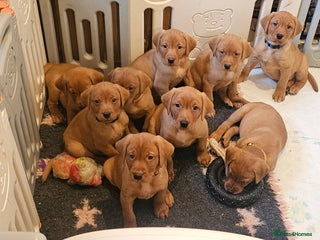 Labrador Retriever dogs KC Chunky Fox Red Labrador Puppys - Advert 13
