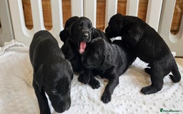 Labrador Retriever dogs for sale: 7 STUNNING BLACK LABRADOR PUPPIES - Image 12