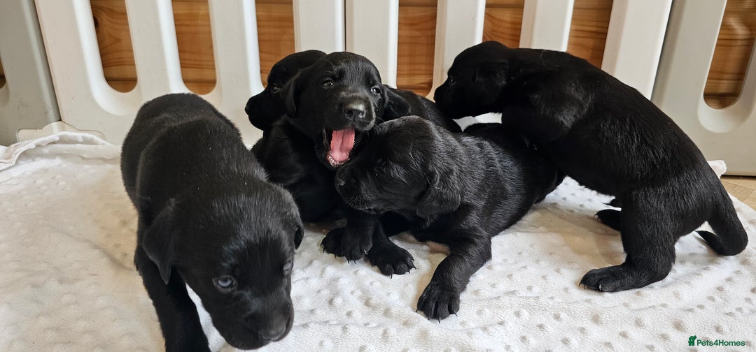 Labrador Retriever dogs for sale: 7 STUNNING BLACK LABRADOR PUPPIES - Image 12