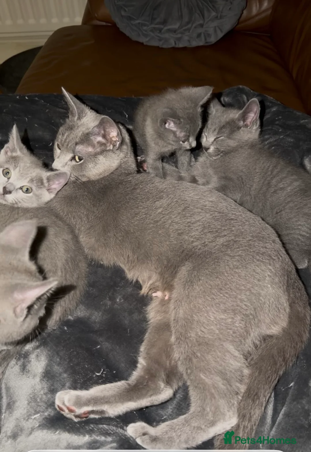 Russian Blue cats for sale: 1girl left Russian blue kitten Champion bloodline  - Advert 6