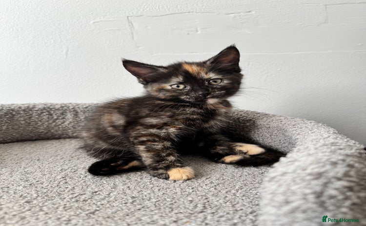 Mixed Breed cats - Advert 2