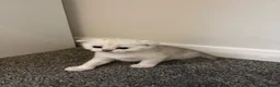 Scottish Fold cats for sale: Scottish fold kittens  in Swindon - Advert 7