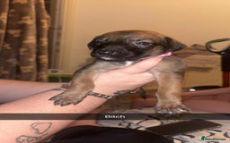 Lurcher dogs for sale: Lurcher puppies - Image 8