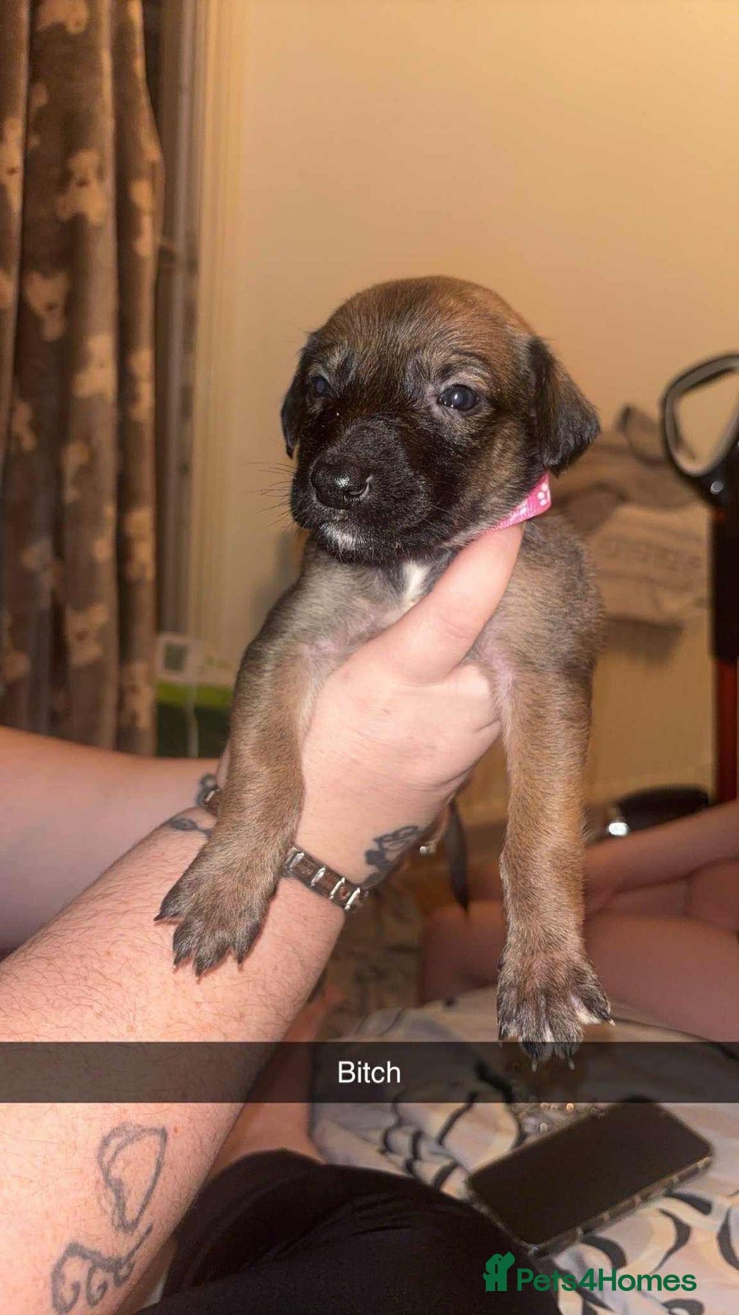 Lurcher dogs for sale: Lurcher puppies - Image 8