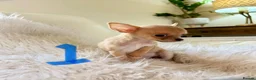Chihuahua dogs for sale: Tiny chihuahua puppies - Advert 6
