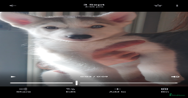Siberian Husky dogs - Advert 1