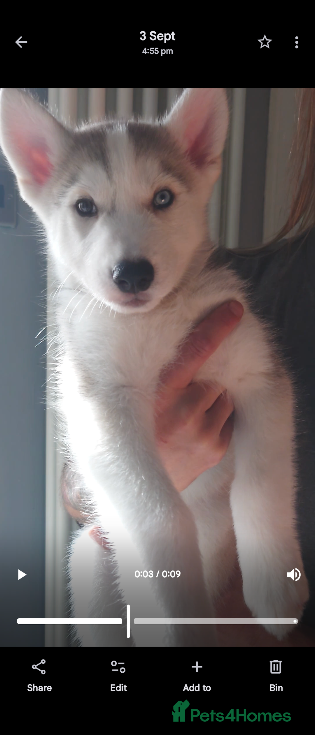 Siberian Husky dogs for sale: Husky x malamute   husky puppies  - Image 2