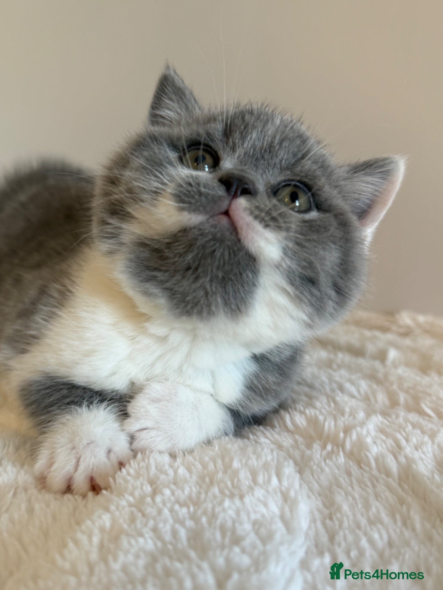 British Shorthair cats 🏆CHAMPIONSHIP BLOOD LINE🏆ONLY TWO LEFT PURE BSH - Advert 7