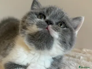 British Shorthair cats 🏆CHAMPIONSHIP BLOOD LINE🏆ONLY TWO LEFT PURE BSH - Advert 1