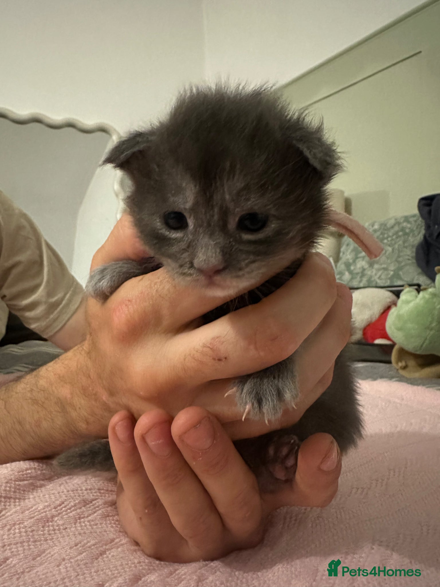 Maine Coon cats for sale: 5 beautiful Maine coon kittens - Advert 13