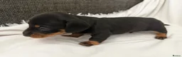 Dachshund dogs for sale: Beautiful 5 dachshunds for sale 3 boys 2 girls - Advert 6