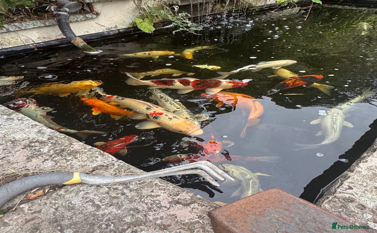 Koi Carp fish - Advert 1