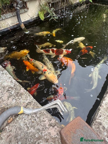 Koi Carp fish - Advert 3