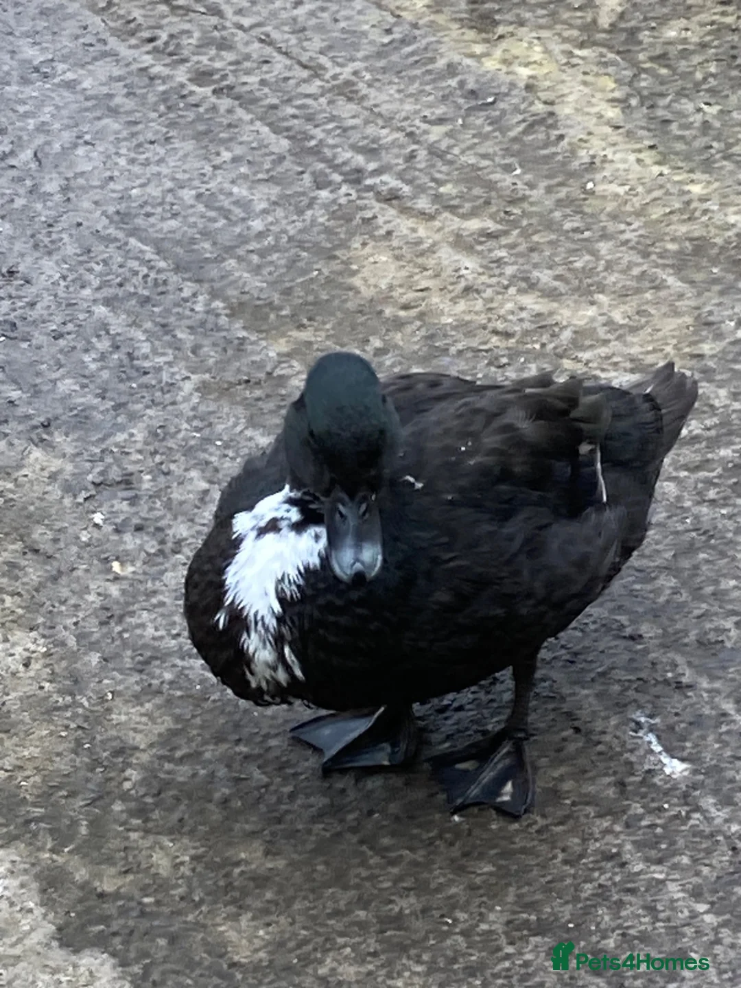 Ducks poultry for sale: Call ducklings x 3 . 7 weeks old .  - Advert 2