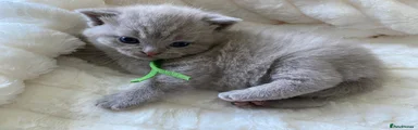 British Shorthair 1