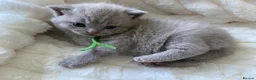 British Shorthair cats for sale: GCCF active/pet British Shorthaired kittens - Advert 6