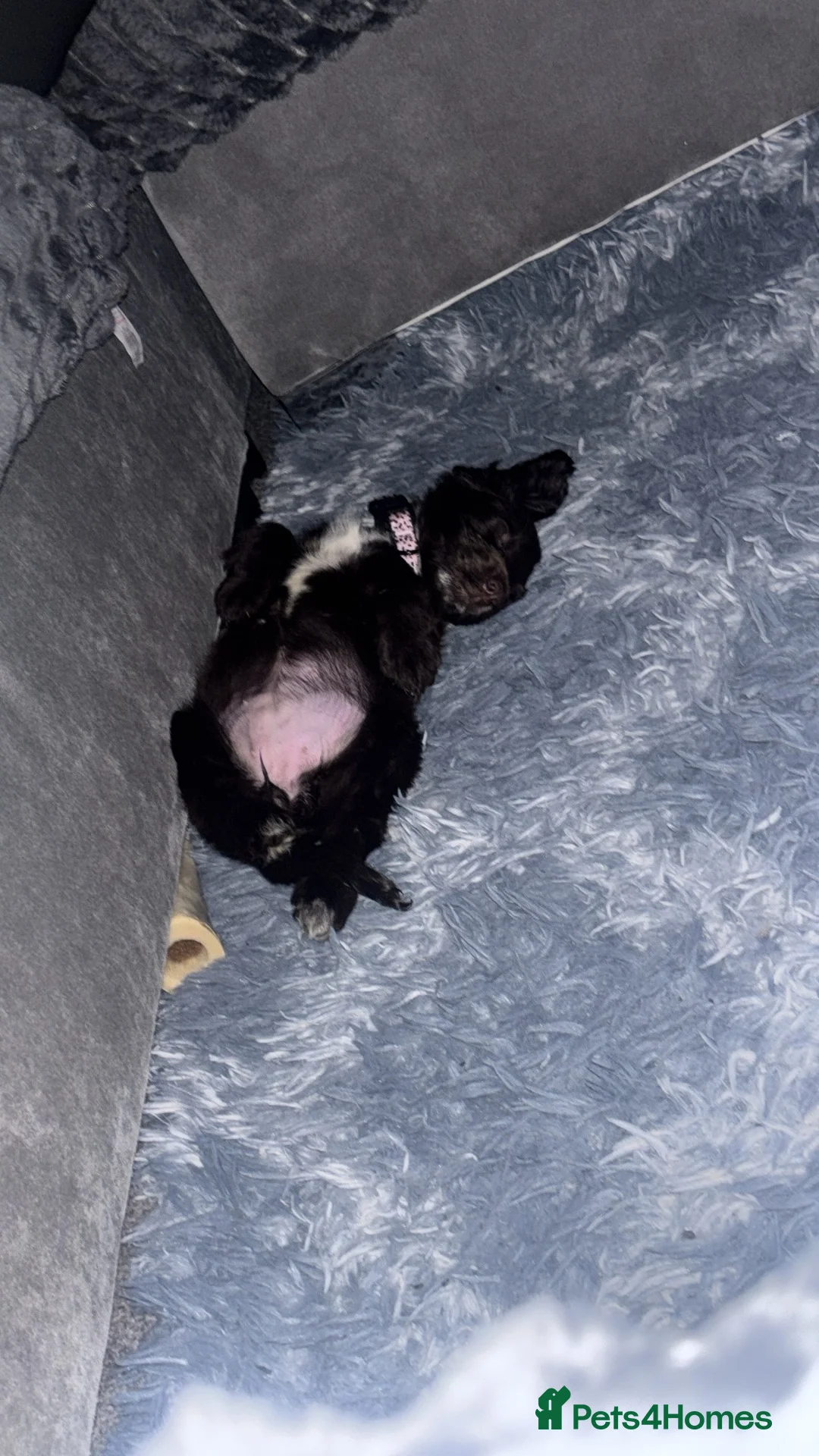 Cocker Spaniel dogs for sale: Chocolate cocker spaniel puppy  - Advert 2