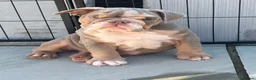 English Bulldog dogs for sale: *READY TO GO NOW* English Bulldog Puppies  - Advert 6