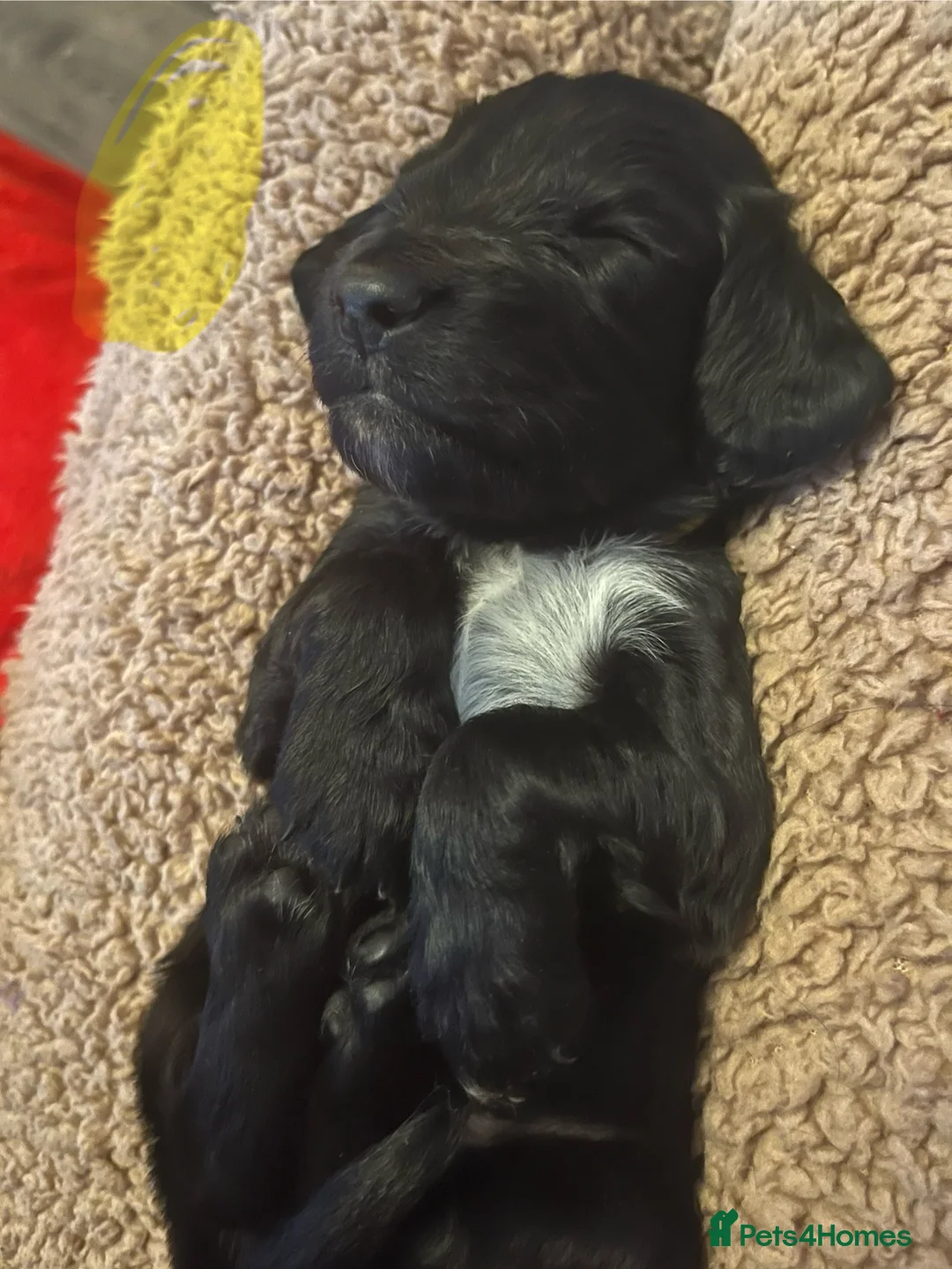 Sprocker dogs for sale: Sprocker spaniel puppies - Advert 8
