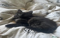 Ragdoll cats for sale: 5 ADORABLE RAGDOLL X KITTENS FOR SALE - Image 22
