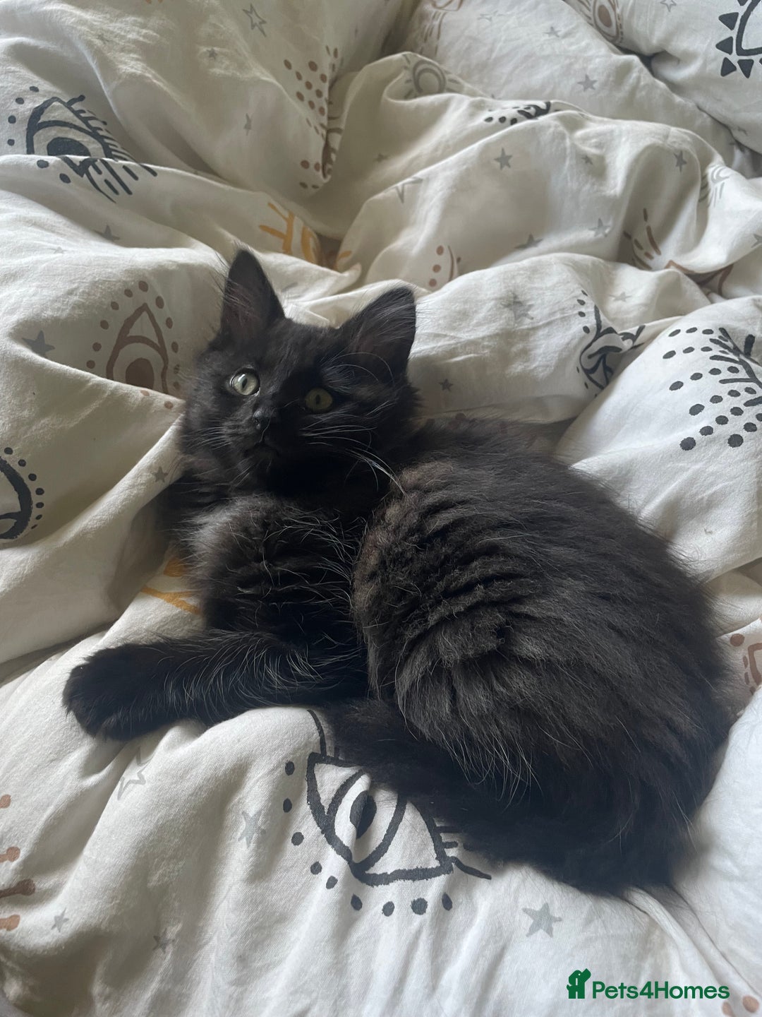 Ragdoll cats for sale: 5 ADORABLE RAGDOLL X KITTENS FOR SALE - Image 22