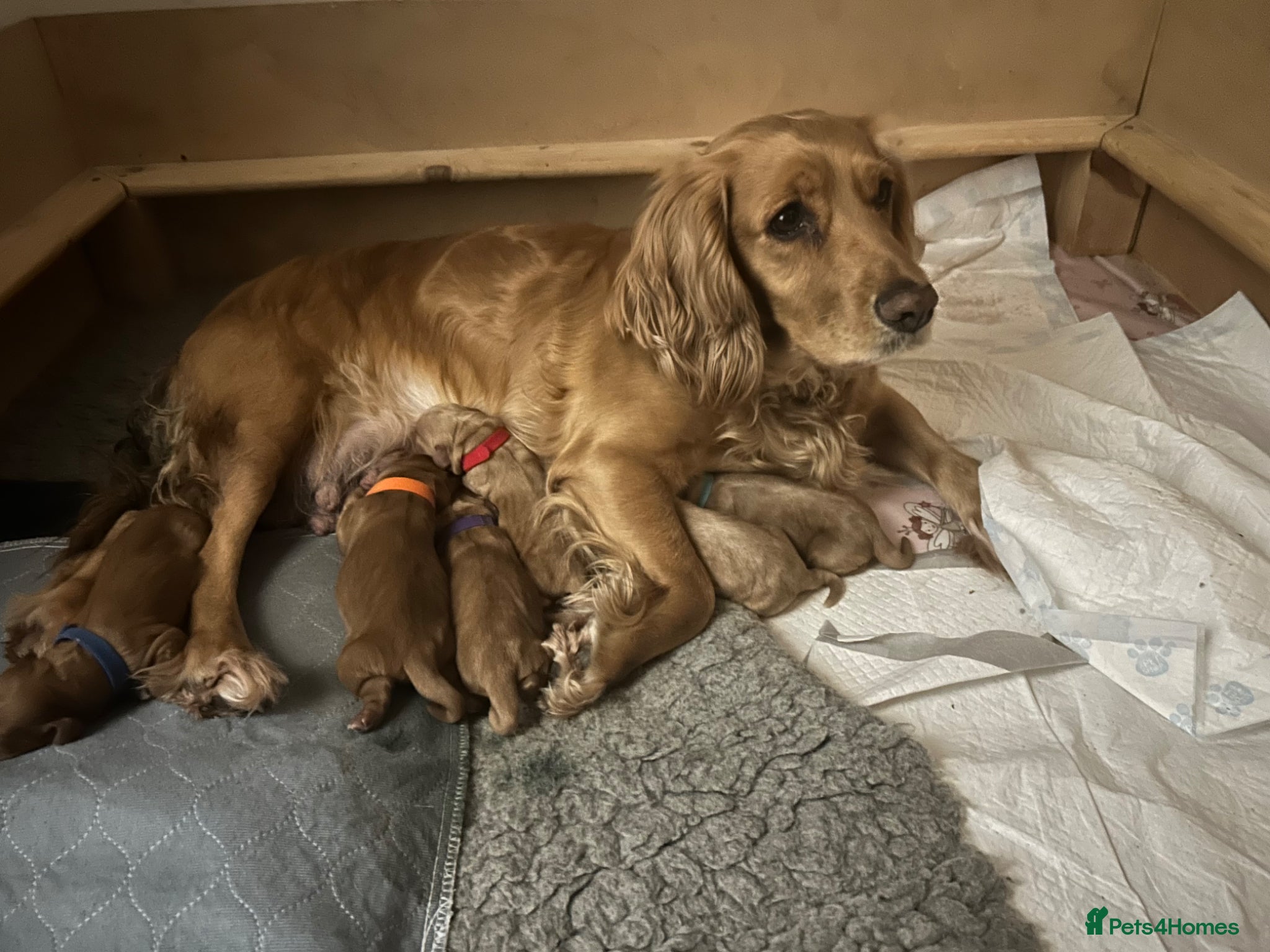 Cocker Spaniel dogs Red/golden working cocker spaniel puppies - Advert 1