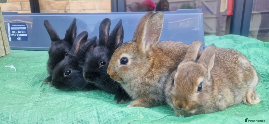 Netherland Dwarf rabbits for sale: Beautiful mixed boy dwarf boys - Image 5