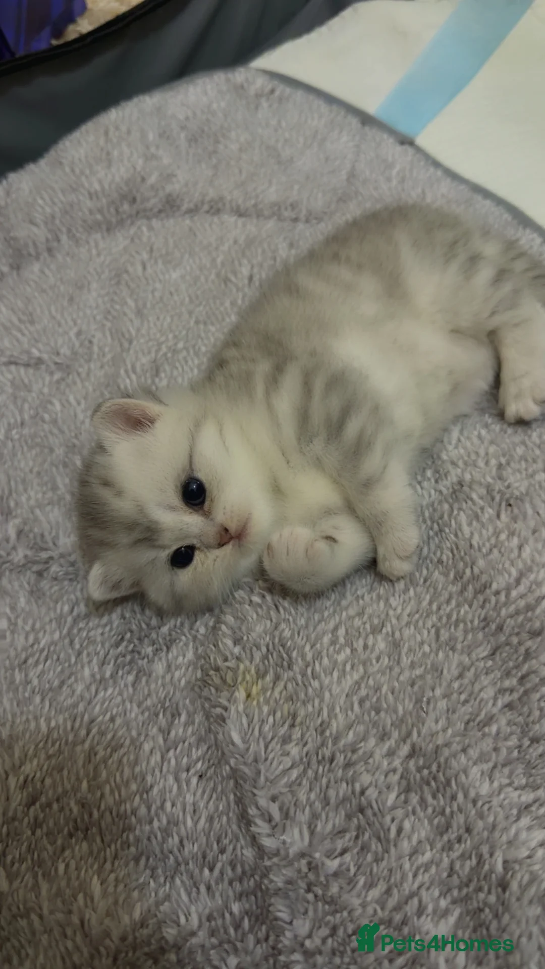 British Shorthair cats for sale: Beautiful British shorthair  - Advert 10
