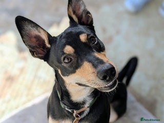 Mixed Breed dogs Oreo - sweet little lad - Advert 1