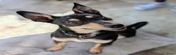 Mixed Breed dogs for adoption: Oreo - very sweet lad - Advert 2