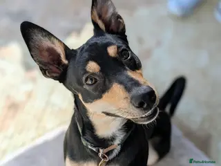 Mixed Breed dogs Oreo - sweet little lad - Advert 4