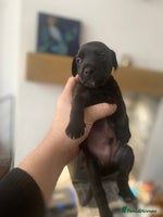 Mixed Breed dogs - Advert 4