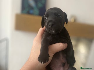 Mixed Breed dogs Plummer x Patterdale puppies - Advert 2