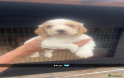 Sprocker dogs for sale: Beautiful Sprocker Puppies - Image 5