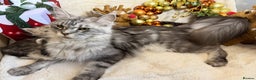 Maine Coon cats for sale: 🏅❤️Champ blood beautiful Mainecoone kittens 🏅 - Advert 2