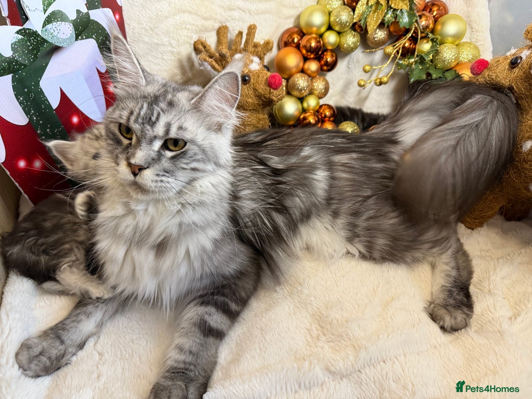 Maine Coon cats for sale: 🏅❤️Champ blood beautiful Mainecoone kittens 🏅 - Advert 2