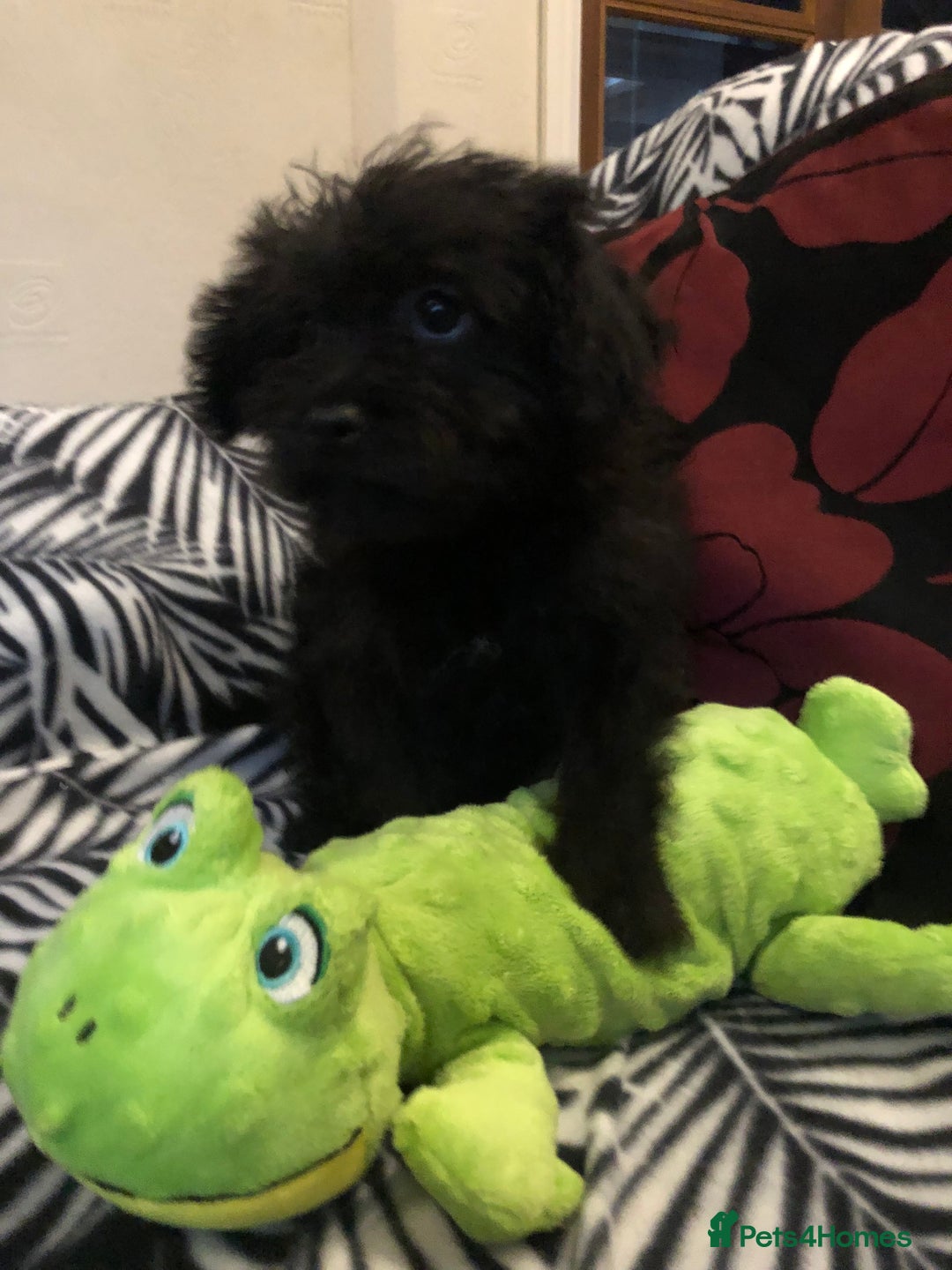Mixed Breed dogs for sale: shihpoo x maltese puppies for sale - Advert 22