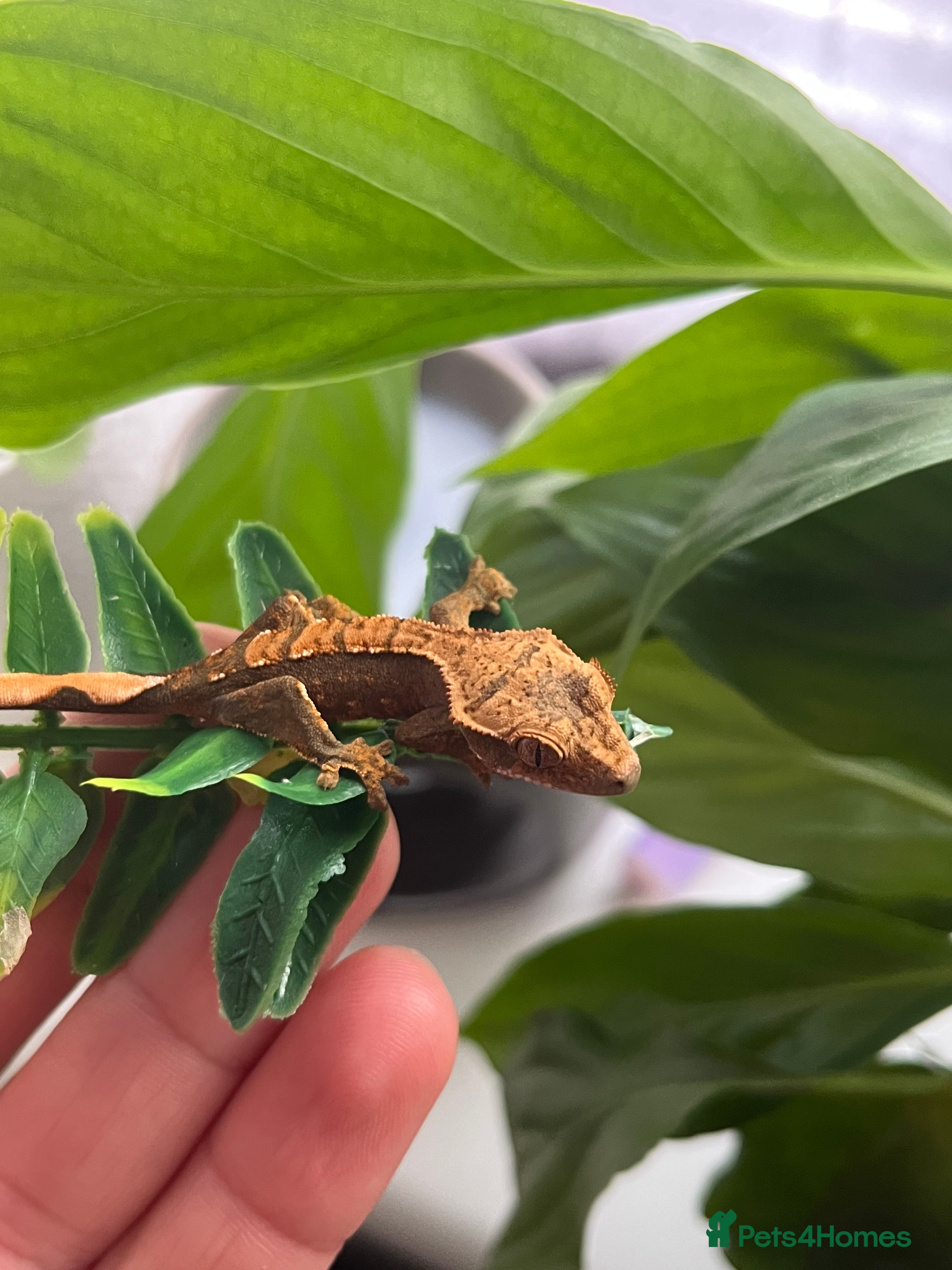 Gecko reptiles 2 Young Crested Geckos - Advert 1