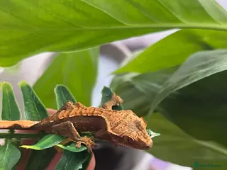 Gecko reptiles 2 Young Crested Geckos - Advert 1