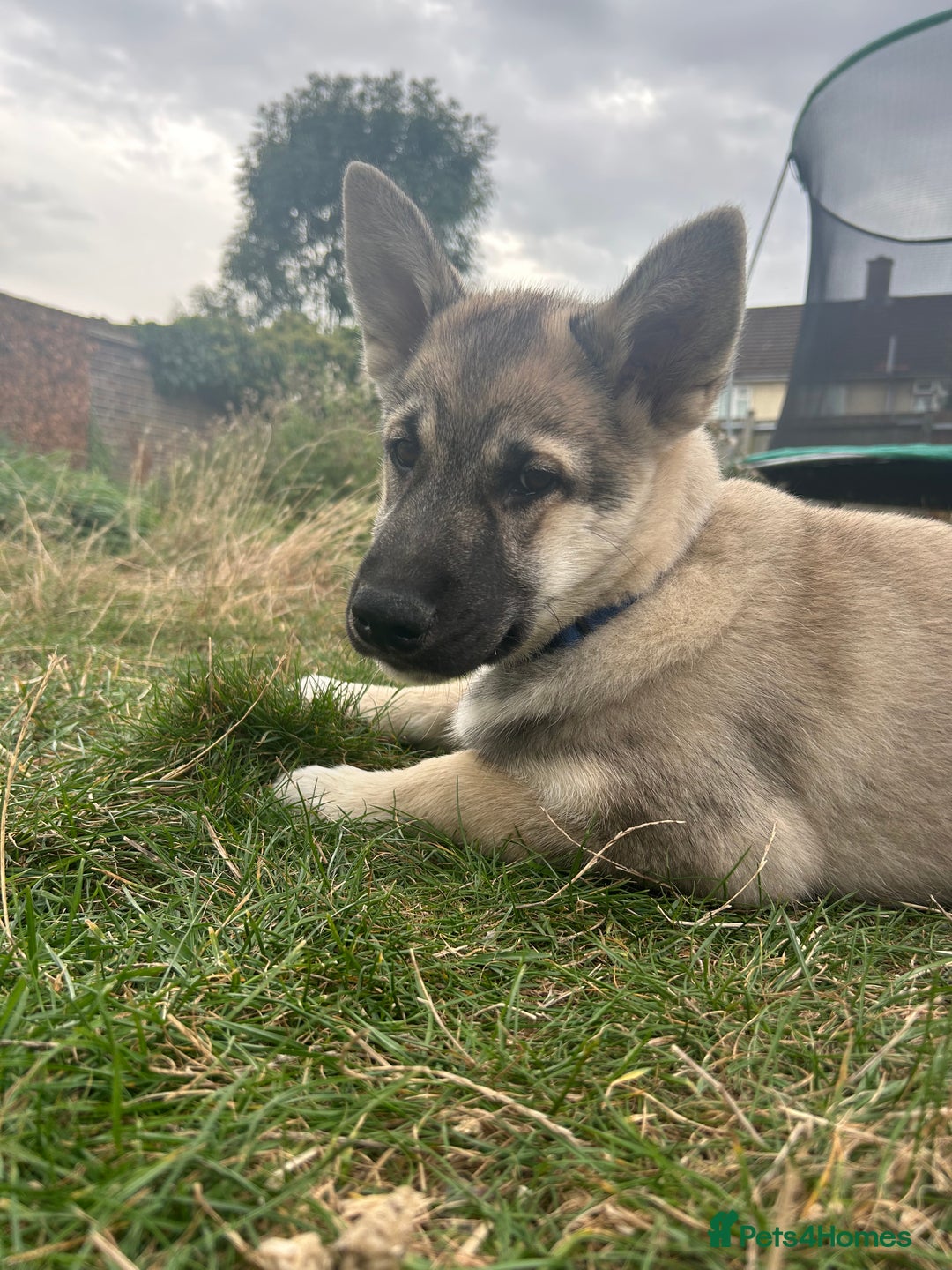 Shepsky dogs for sale: Shepsky ‘scrappy’ 3years  - Advert 7