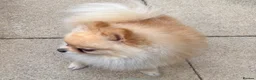 Pomeranian dogs for sale:  Pomeranian girl looking for a forever home.  - Advert 4