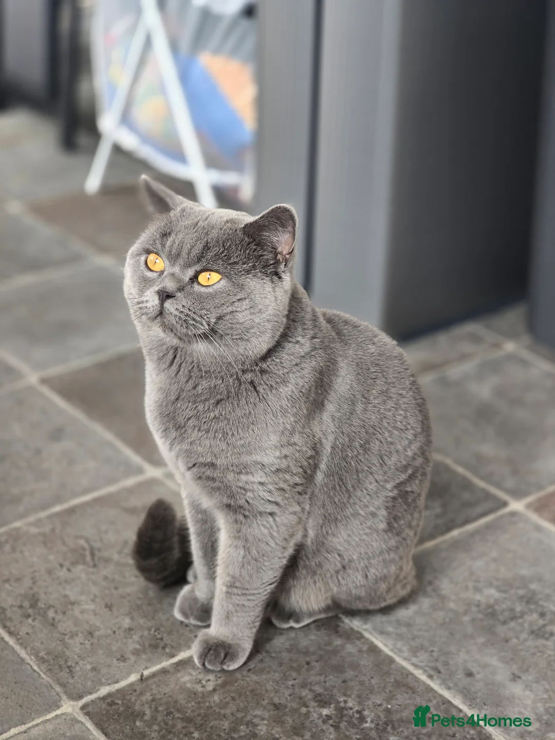 British Shorthair cats for sale: 3 British Shorthair Kittens  - Advert 10
