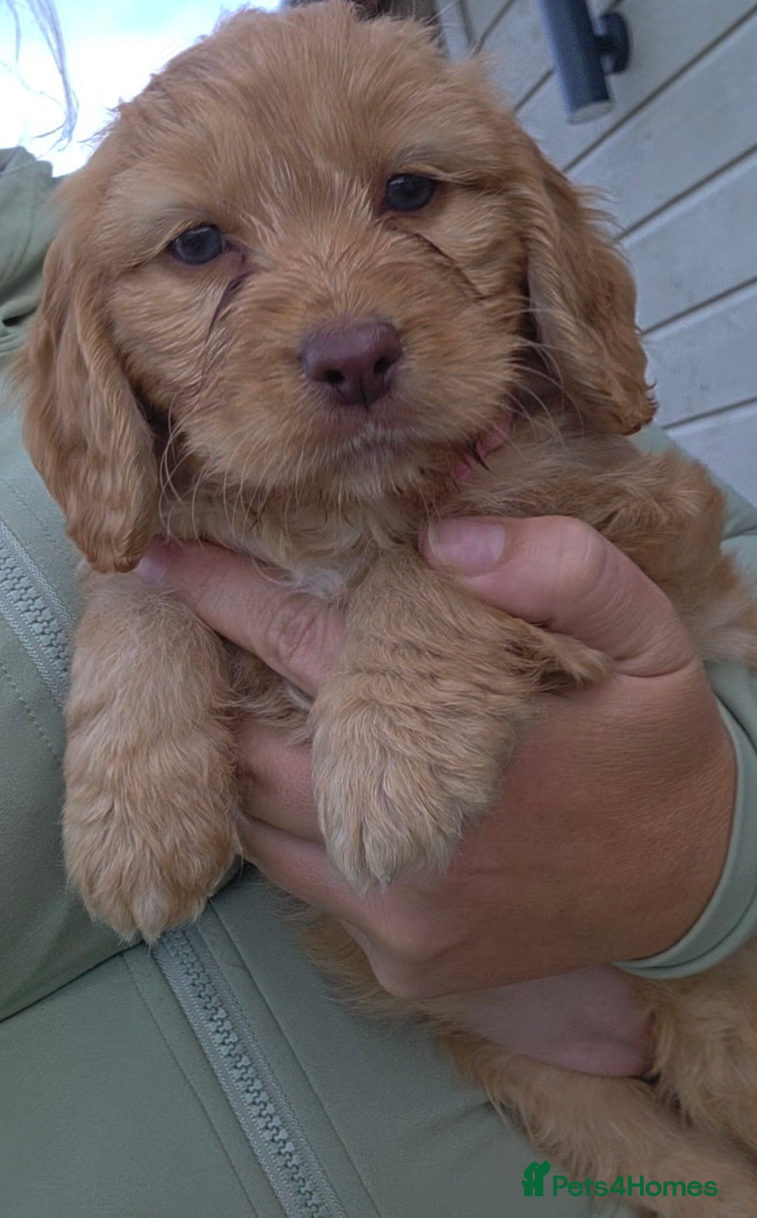 Cockapoo dogs for sale: Cockapoo puppys for sale - Image 18