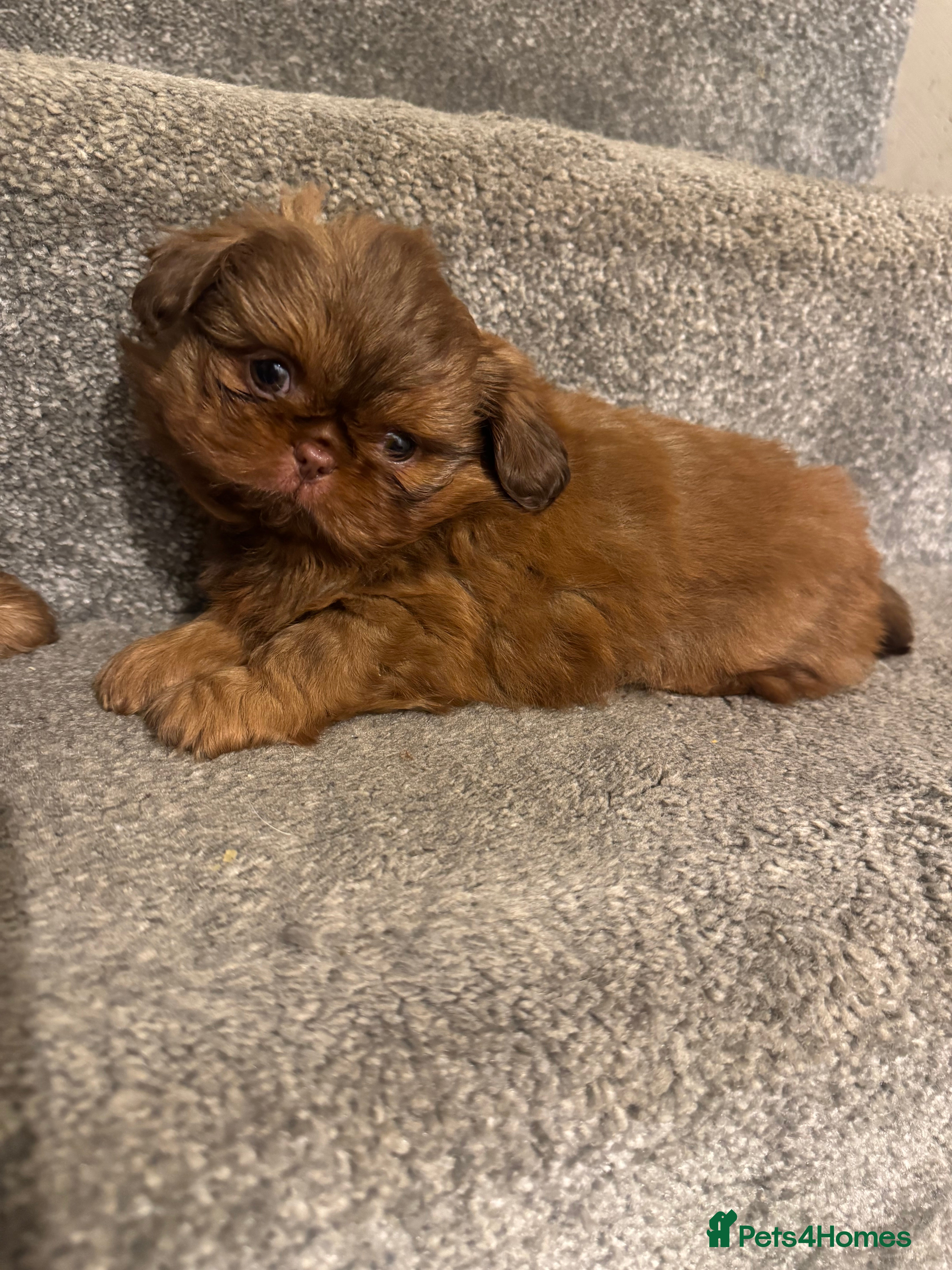 Shih Tzu dogs Chocolate imperial shihtzu puppies - Advert 1