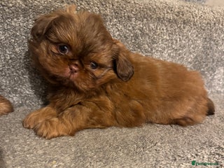 Shih Tzu dogs Chocolate imperial shihtzu puppies - Advert 1