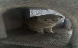 Scottish Fold cats for sale: Beautiful Scottish folds and straights kittens🎀 - Image 13