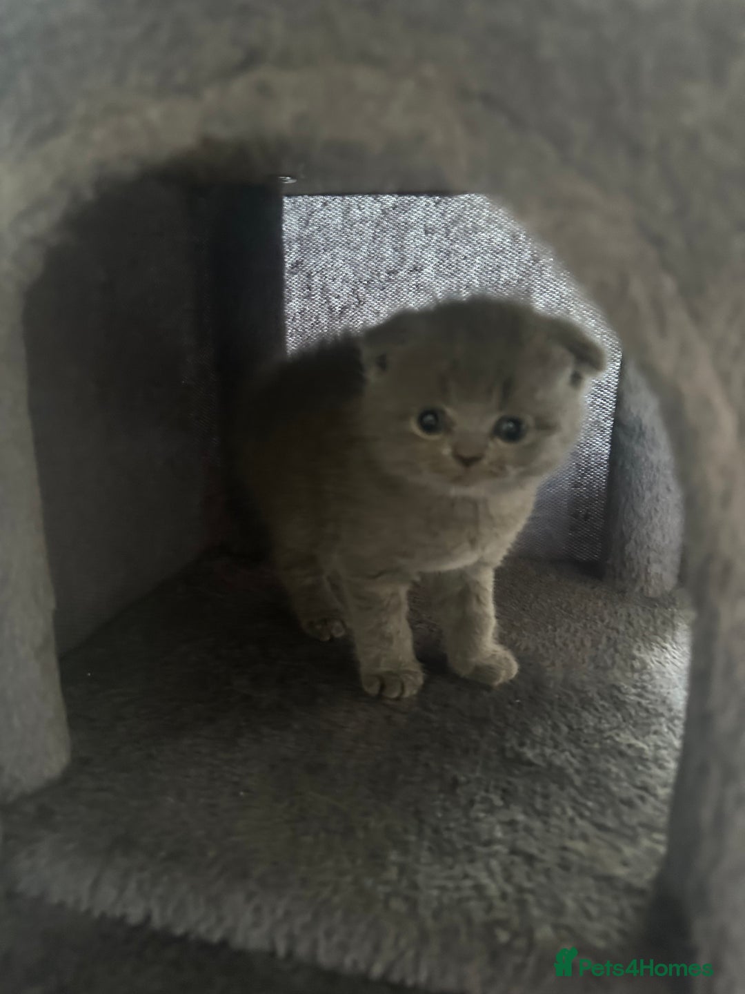 Scottish Fold cats for sale: Beautiful Scottish folds and straights kittens🎀 - Image 13